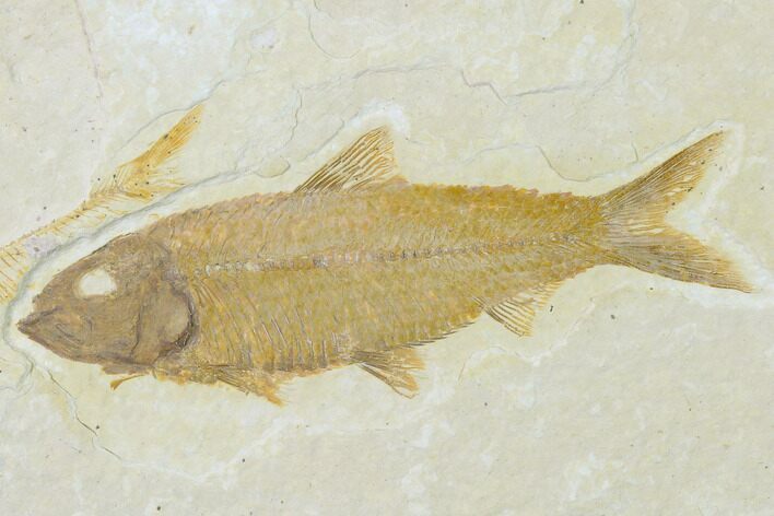 Detailed Fossil Fish (Knightia) - Wyoming #137971